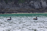 Brown Pelican