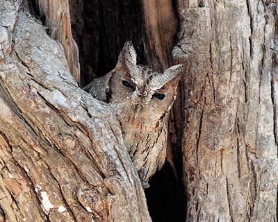 Balsas Screech-Owl