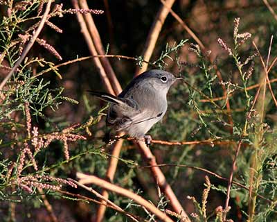 Black-tailed Gnatcatcher