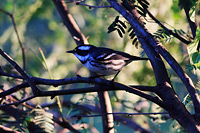 Black-throated Gray Warbler