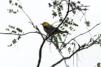 Black-throated Green Warbler