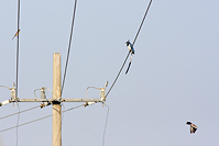 Black-throated Magpie-Jay