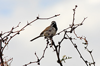 Black-throated Sparrow