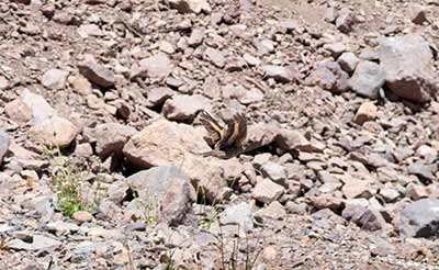 Buff-winged Cinclodes