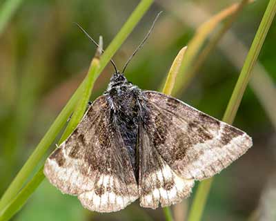 Burnet Companion Moth