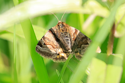 Burnet Companion Moth