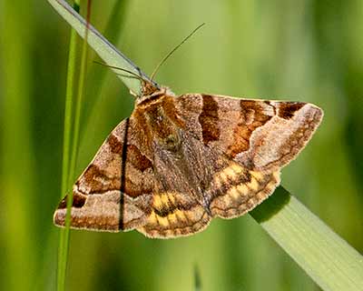 Burnet Companion Moth