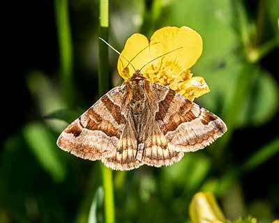 Burnet Companion Moth