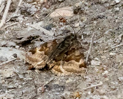 Burnet Companion Moth
