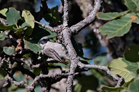 Bushtit