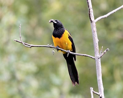 Black-vented Oriole