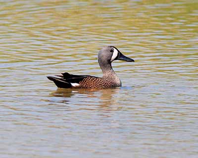 Blue-winged Teal