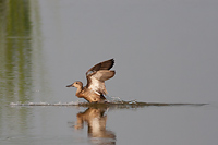 Blue-winged Teal