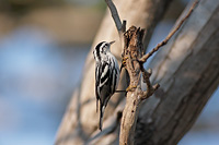 Black-and-white Warbler