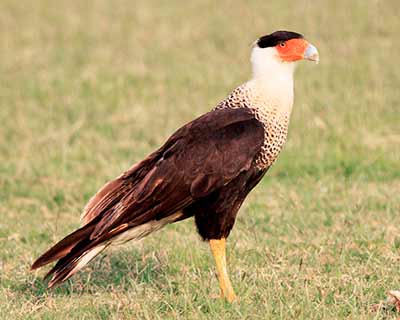 Crested Caracara