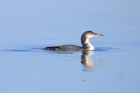 Common Loon