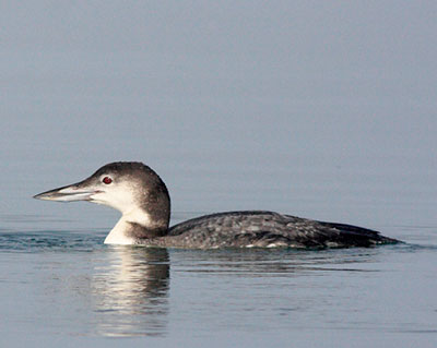Common Loon