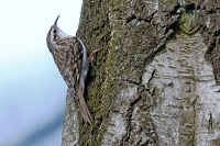 Eurasian Treecreeper