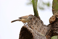 Cactus Wren