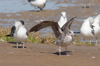 California Gull