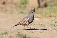 California Quail