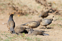 California Quail