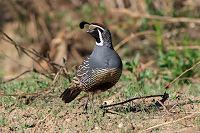 California Quail