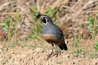 California Quail