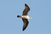 California Gull