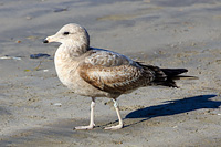 California Gull