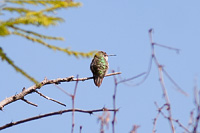 Calliope Hummingbird