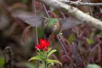 Calliope Hummingbird