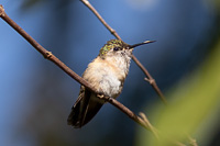 Calliope Hummingbird