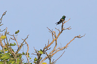 Canivet's Emerald