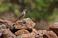 Canyon Towhee