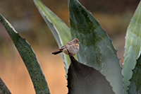 Canyon Towhee