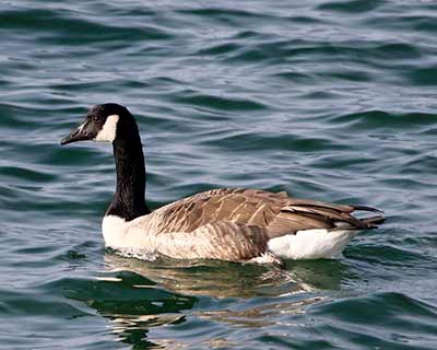 Canada Goose