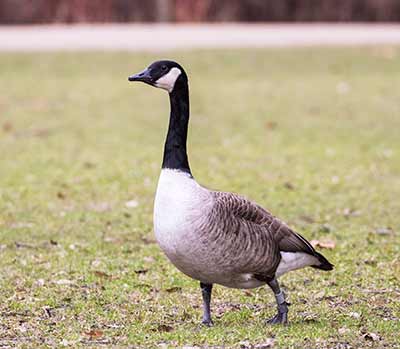 Canada Goose
