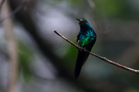 Canivet's Emerald