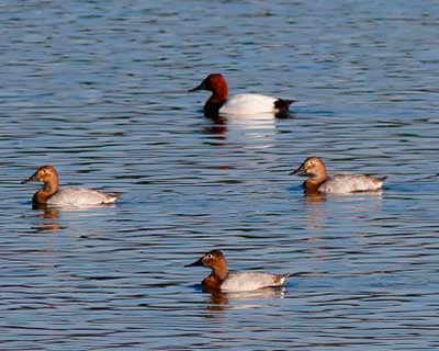 Canvasback