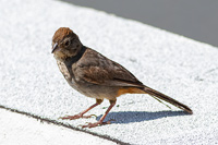 Canyon Towhee