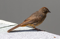 Canyon Towhee