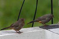 Canyon Towhee