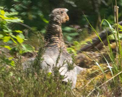 Western Capercaillie