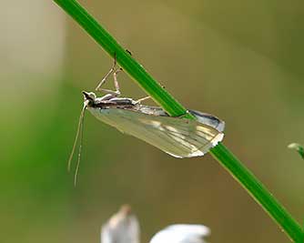 Carrot Seed Moth