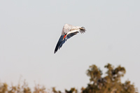 Caspian Tern