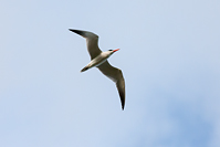 Caspian Tern