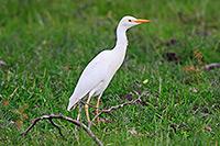 Western Cattle-Egret