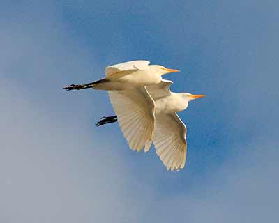 Western Cattle-Egret