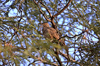 Curve-billed Thrasher